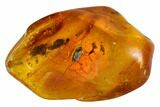 mm Detailed Fossil Beetle (Coleoptera) In Baltic Amber #105495-1